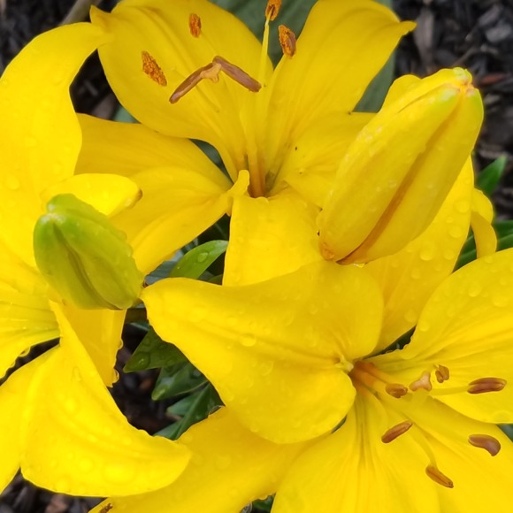 Meet your Posher, Amanda - Picture 1 of 1